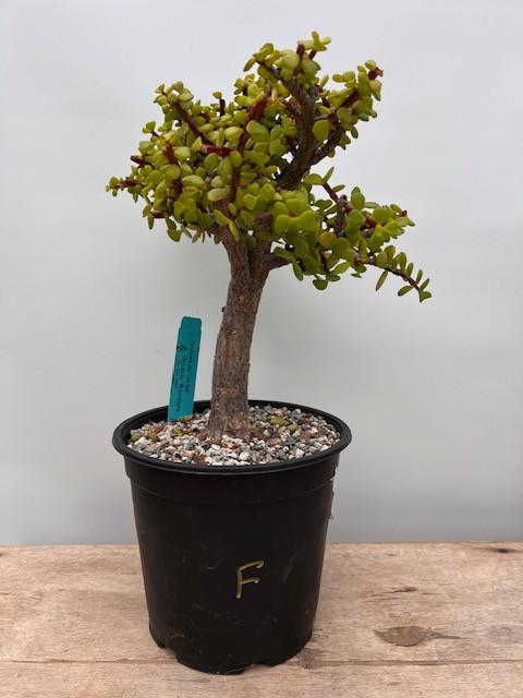 prunus avium bonsai 20PC Organic Cherry Seeds | Bonsai Fruit Seeds | Prunus avium main image 0