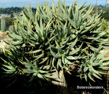 Aloe dichotoma