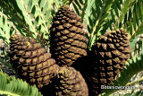 Cycad Cones  Their Beauty and Diversity 