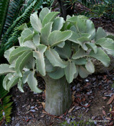 Cyphostemma juttae  and  Cyphostemma currorii