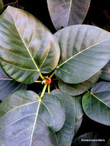 Ficus petiolaris and Ficus palmeri