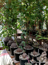 Dioscorea Elephantipes