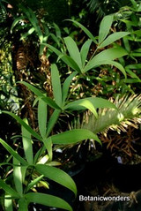 Ceratozamia hildae 