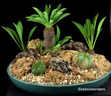 Creating a Succulent Bonsai Scene