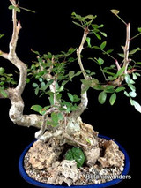 Growing Bonsai
