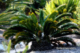 Encephalartos latifrons