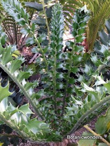 Encephalartos ferox