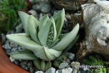 Decorative Planter with Cycad and Succulents