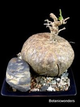 Gerrardanthus macrorrhizus