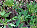 Growing Euphorbias