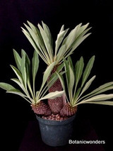 Euphorbia bupleurifolia