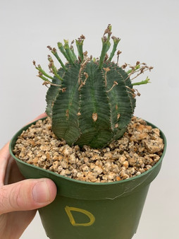 Euphorbia hybrid D 6" Pot