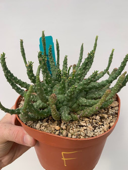 Euphorbia medusoid hybrid 6" Pot F