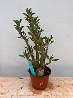 Pachypodium saundersii 6" Pot D - Old seedgrown plant