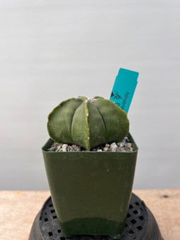 Astrophytum myriostigma nudum 3.5" pot 