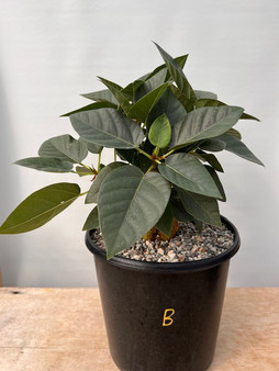 Ficus brandeegei - 3 gallon pot B