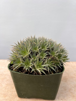 Deuterocohina brevifolia 4" pot, mounding plant!