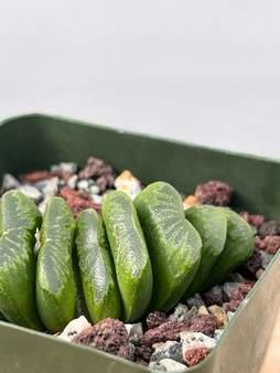 Haworthia truncata 'Lime Green' 4" pot