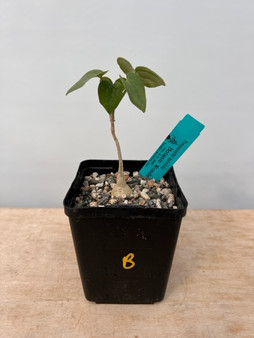 Pyrenacantha malvifolia 5" Pot B