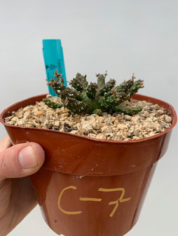 Euphorbia "Medusoid Hybrid" 6" Pot C-7