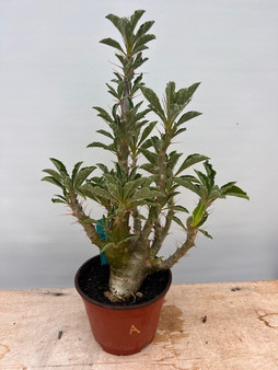 Pachypodium saundersii 6" Pot A - Old seedgrown plant