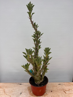 Pachypodium saundersii 6" Pot F - Old seedgrown plant