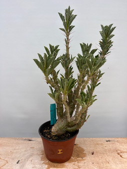 Pachypodium saundersii 6" Pot I - Old seedgrown plant