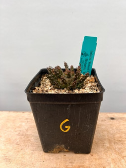 Euphorbia "Medusoid Hybrid" globular 5" Pot G