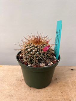 Mammillaria compressa 5" Pot