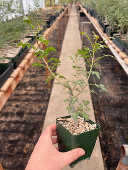 Bursera fagaroides 3.5" Pots - Seedgrown!
