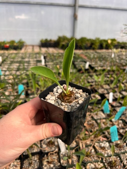 Euphorbia bupleurifolia 2" Pots - "Pineapple Plant"