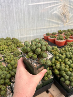 Euphorbia submammillaris 3.5" Pots