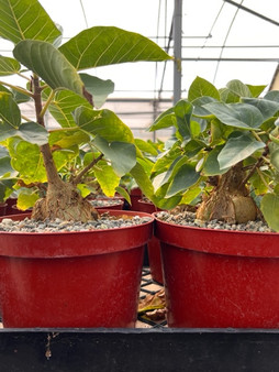 Ficus brandeegei 8" Pots - Green leaf Mexican Rock Fig!