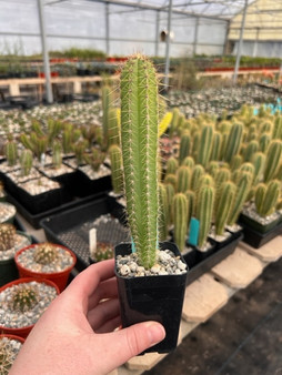 Pilosocereus azureus 2" Pots - Well started seedlings!