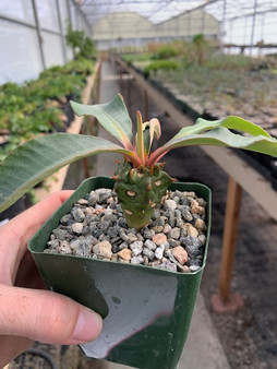 Euphorbia ankaranafantsiensis 3.5" Pots