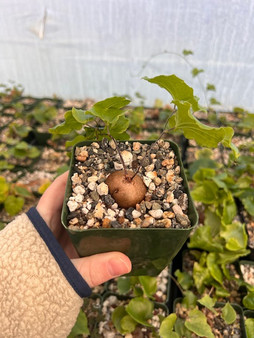 Dioscorea elephantipes 3.5" Pots - Well started plants! May or may not be in vine.  .5"-1" Caudex