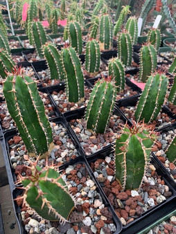 Euphorbia echinus 3.5" Pot