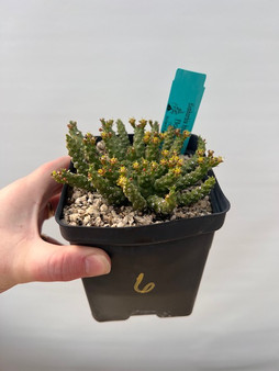 Euphorbia "Medusoid Hybrid" 5' Pot 6