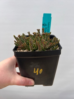 Euphorbia "Medusoid Hybrid" 5' Pot 40