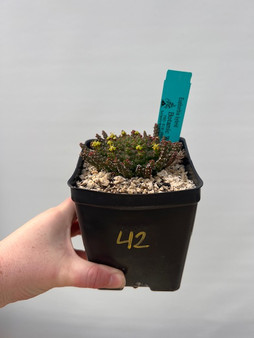 Euphorbia "Medusoid Hybrid" 5' Pot 42