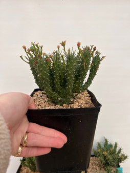 Euphorbia tuberculata 6" Pot