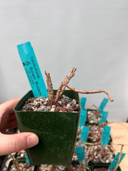 Euphorbia platyclada 3.5" Pots