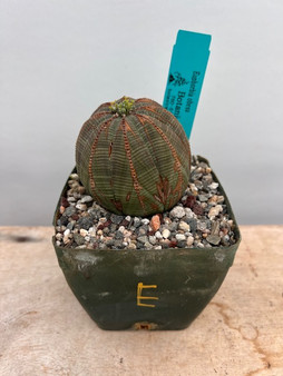 Euphorbia obesa 4" Pot E