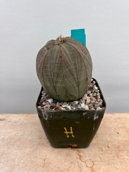 Euphorbia obesa 4" Pot H