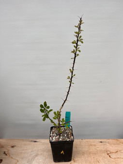 Fouquieria fasciculata 5" Pot A - rooted cutting