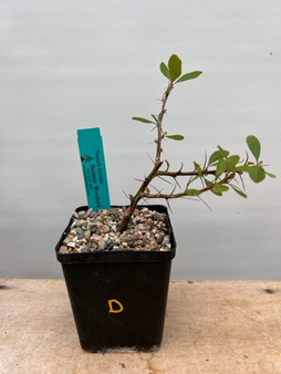 Fouquieria fasciculata 5" Pot D - rooted cutting