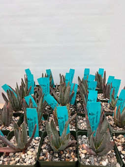 Aloe ramosissima 3.5" Pots