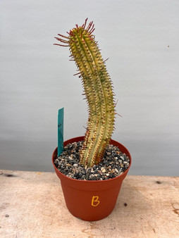Euphorbia mammillaris 'Yellow Variegate' 6" Pot B