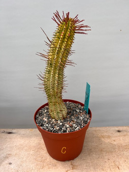 Euphorbia mammillaris 'Yellow Variegate' 6" Pot C