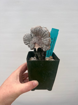 Astrophytum myriostigma 'Onzuka' cristata 3.5" Pot - Grafted